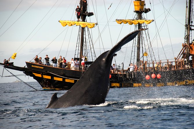 Whale-Watching Pirate Ship Cruise in Los Cabos - What whale watching is really like here