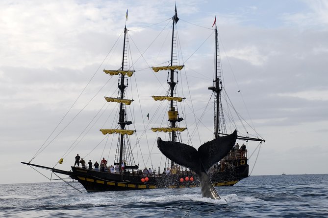 Whale-Watching Pirate Ship Cruise in Los Cabos - Is the Buccaneer Queen worth booking?