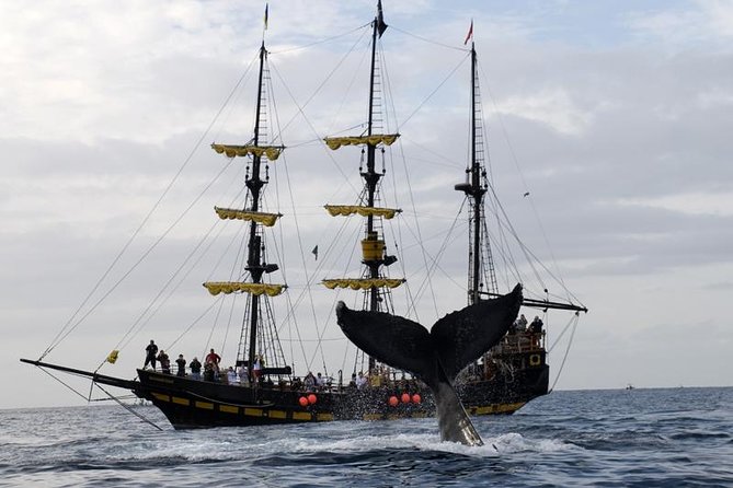 Whale-Watching Pirate Ship Cruise in Los Cabos - Cabo’s Arch, Lover’s Beach, and the sea lion colony