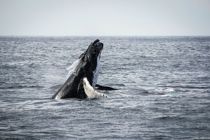 Whale Watching Snorkel Combo - Two kinds of Baja wildlife in one morning
