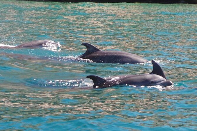 Whale Watching Snorkel Combo - Whale watching: allow the animals to set the pace