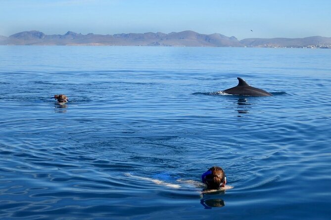 Whale Watching Snorkel Combo - The secluded reef and the cold-water question