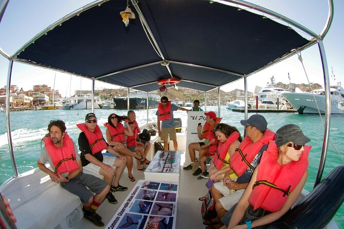 Whale Watching Snorkel Combo - Who will get the most from this tour