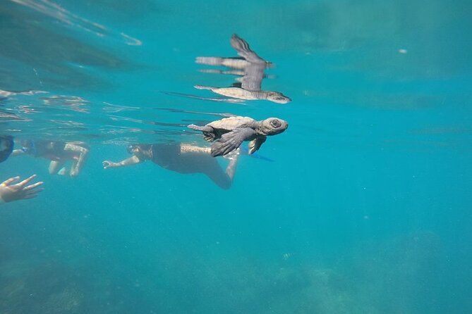 Whale Watching Snorkel Combo - What to bring and how to prepare