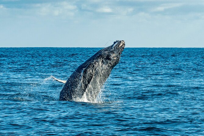 Whale Watching & Snorkeling Combo in Los Cabos with Photos Included - Land’s End views before the open water
