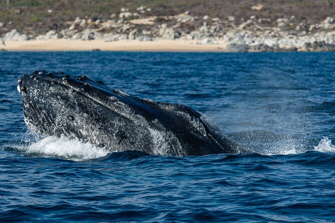 Whale Watching & Snorkeling Combo in Los Cabos with Photos Included - What is included, and what you still need