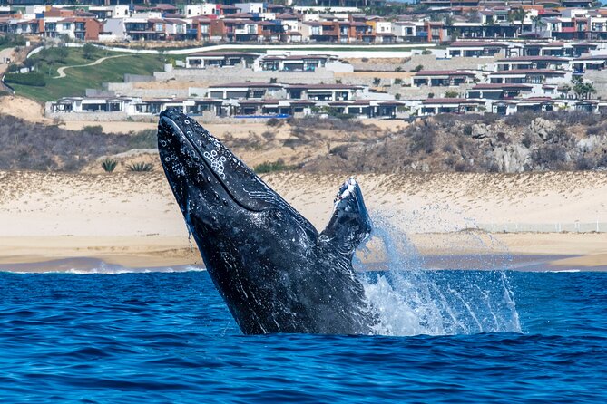 Whale Watching & Snorkeling Combo in Los Cabos with Photos Included - Who will get the most from this trip