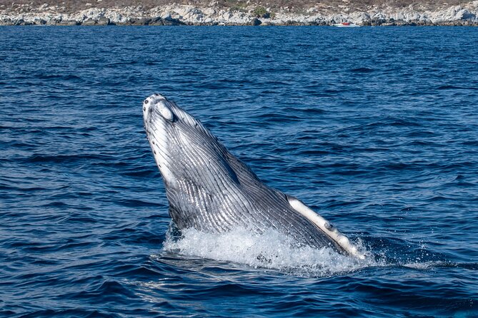Whale Watching & Snorkeling Combo in Los Cabos with Photos Included - Starting at Boulevard Marina