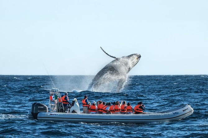 Whale Watching, The Famous Arch and Fast Boat Tour in Los Cabos - A fast start from Cabo San Lucas Marina