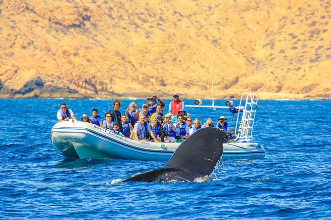 Whale Watching, The Famous Arch and Fast Boat Tour in Los Cabos - Chasing humpbacks between December and April