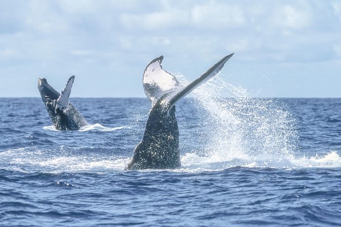 Whale Watching, The Famous Arch and Fast Boat Tour in Los Cabos - How long the experience really takes