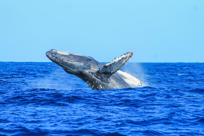 Whale Watching, The Famous Arch and Fast Boat Tour in Los Cabos - The real cost and what you receive