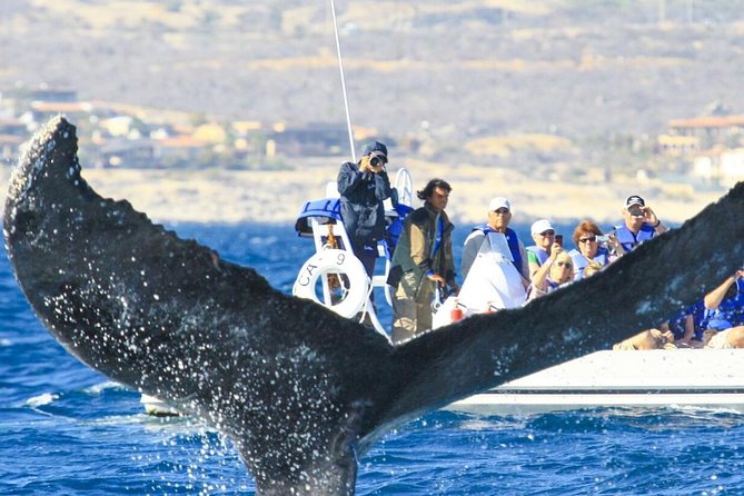 Whale Watching, The Famous Arch and Fast Boat Tour in Los Cabos - Comfort limits on the zodiac