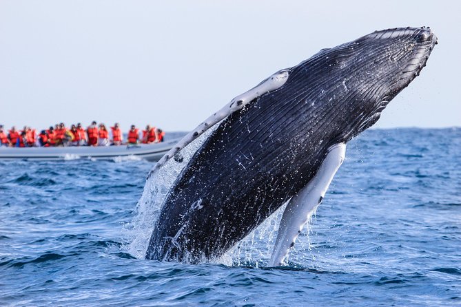 Whale Watching, The Famous Arch and Fast Boat Tour in Los Cabos - Who will get the most from this tour