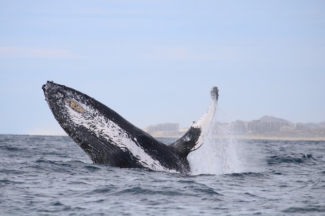 Whale Watching, The Famous Arch and Fast Boat Tour in Los Cabos - My call: book it for the guide and the sound