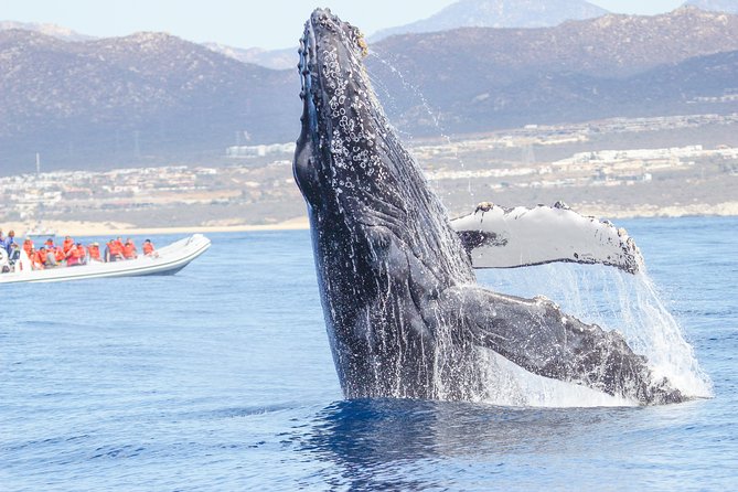 Whale Watching, The Famous Arch and Fast Boat Tour in Los Cabos - Returning past El Arco and Lovers Beach