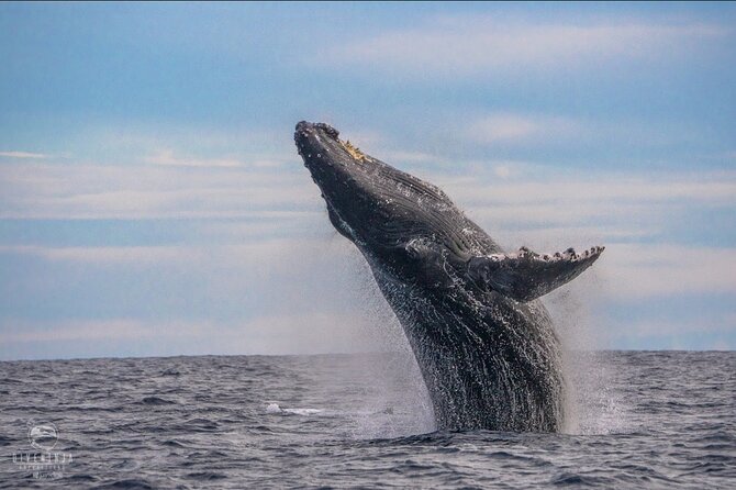 Whale Watching Tour in Cabo San Lucas - Key points to know before booking
