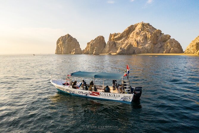 Whale Watching Tour in Cabo San Lucas - Why Cabo is such a good place to watch whales