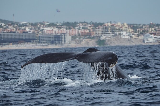 Whale Watching Tour in Cabo San Lucas - Seeing a breach, blow, or tail slap