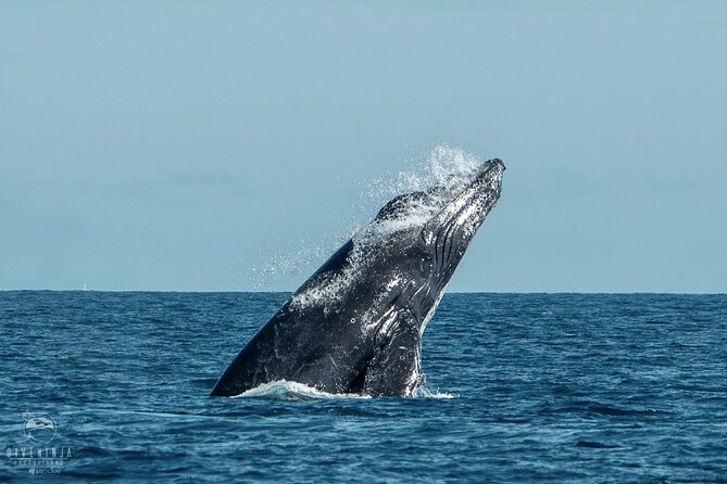 Whale Watching Tour in Cabo San Lucas - Searching for dolphins, rays, and other marine life