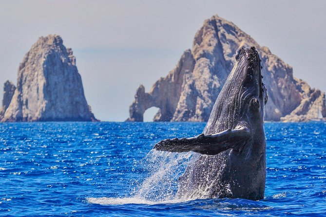 Whale Watching Tour in Glass Bottom Boat (VisitA Cabo) - Key points at a glance
