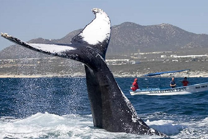Whale Watching Tour in Glass Bottom Boat (VisitA Cabo) - Why this Cabo boat trip is appealing
