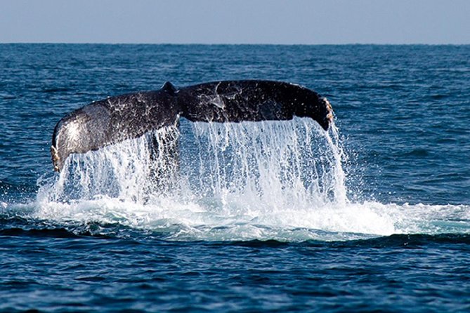 Whale Watching Tour in Glass Bottom Boat (VisitA Cabo) - Love Beach, Divorce Beach, and the Sea of Cortez
