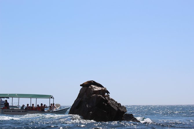 Whale Watching Tour in Glass Bottom Boat (VisitA Cabo) - From Cabo marina to El Arco