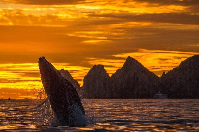 Whale Watching Tour in Los Cabos - Key things to know before you book