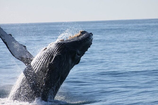 Whale Watching Tour in Los Cabos - What kind of whale watching trip is this?