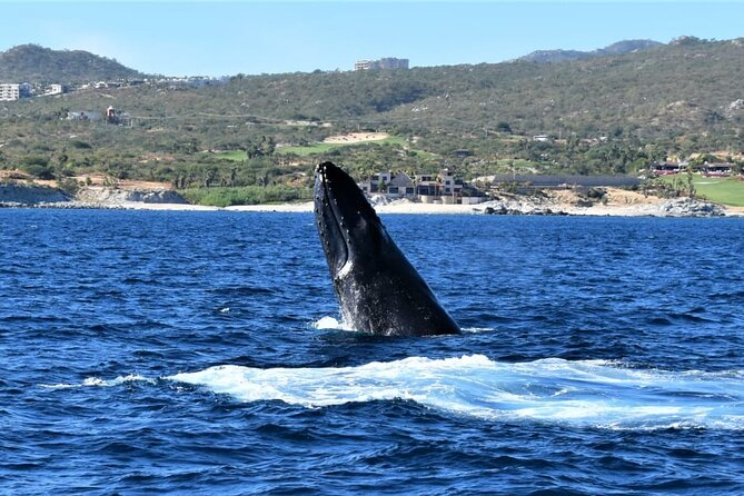 Whale Watching Tour in Los Cabos - Comfort, spray, and what to pack