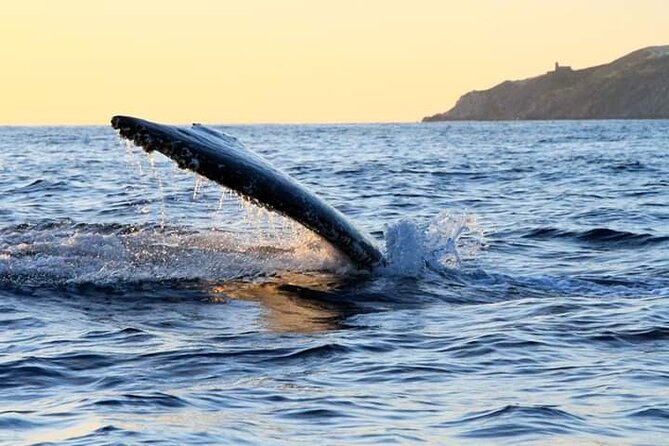 Whale Watching Tour in Los Cabos - Is $97 a fair price?