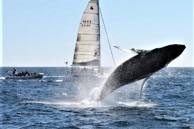 Whale Watching Tour in Los Cabos - Timing, weather, and cancellation details