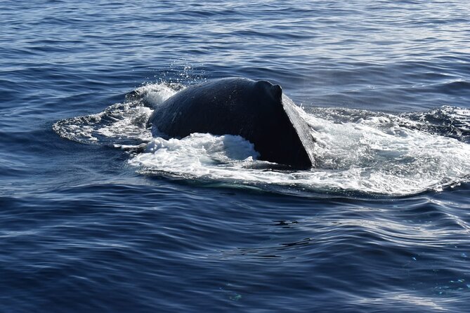 Whale Watching Tour in Los Cabos - Getting to the marina and avoiding a missed departure