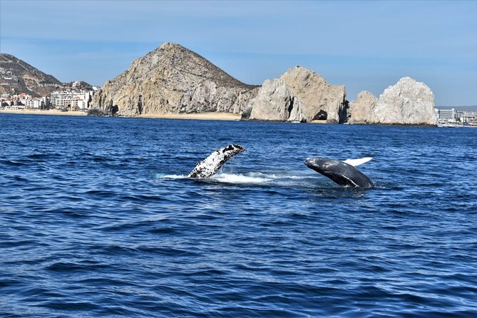 Whale Watching Tour in Los Cabos - Who will enjoy La Princesa most