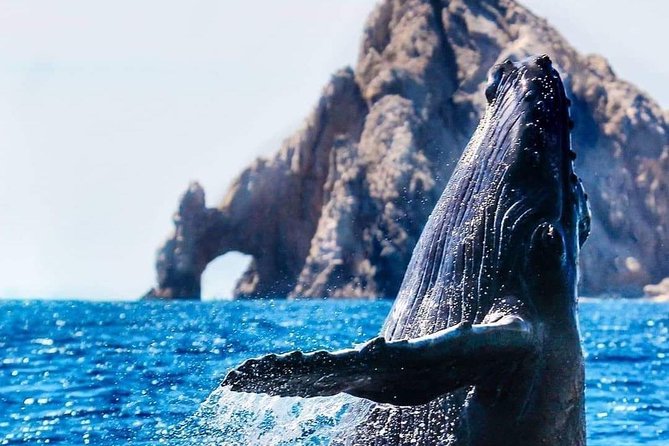 Whale Watching Tour in Los Cabos - The Arch stop and the best photo views