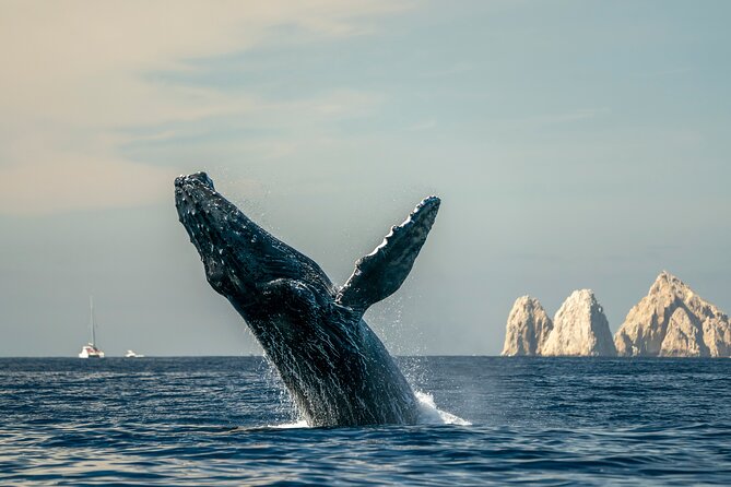 Whale Watching Tour with Arch and Beach in Cabo San Lucas - Cabo Adventures marina: finding the starting point