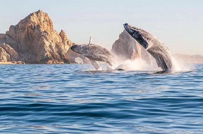 Whale Watching Tour with Arch and Beach in Cabo San Lucas - Boat comfort, language, and safety details