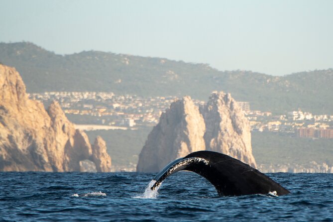 Whale Watching Tour with Arch and Beach in Cabo San Lucas - Timing problems and mixed expectations