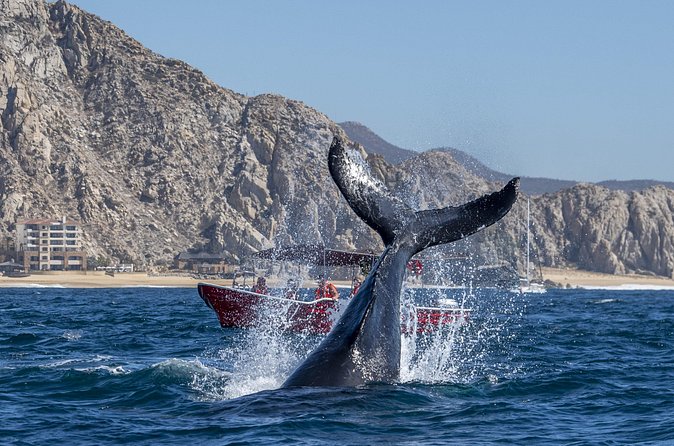 Whale Watching Tour with Arch and Beach in Cabo San Lucas - Who will enjoy this Cabo boat trip