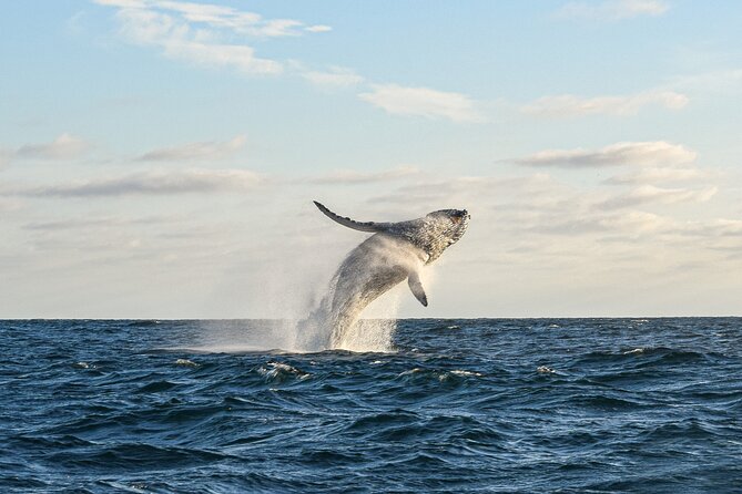 Whale Watching Tour with Arch and Beach in Cabo San Lucas - Whale watching near Cabo San Lucas