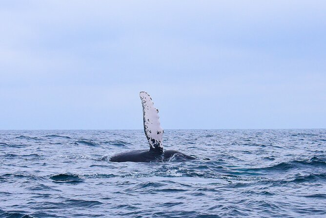 Whale Watching Warranty in San José del Cabo Snacks and drinks - Key points to know before booking