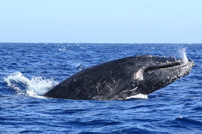 Whale Watching Warranty in San José del Cabo Snacks and drinks - Why this small San José del Cabo boat matters