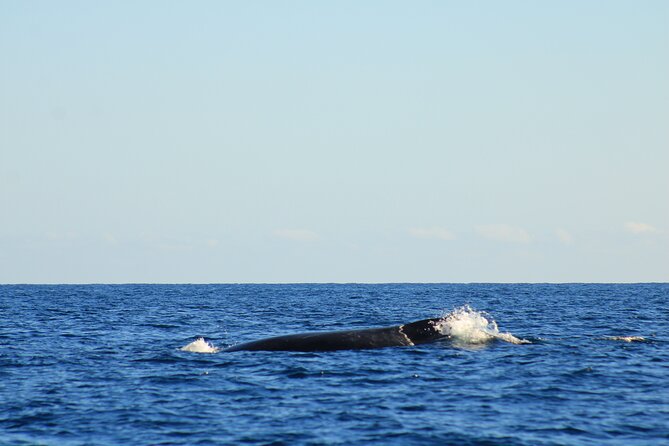 Whale Watching Warranty in San José del Cabo Snacks and drinks - Searching the Sea of Cortez for whales