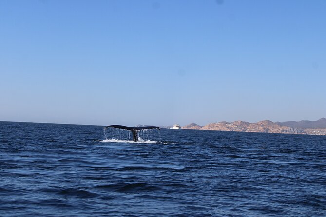 Whale Watching Warranty in San José del Cabo Snacks and drinks - Snacks, drinks, and the two-hour format