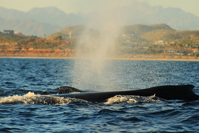 Whale Watching Warranty in San José del Cabo Snacks and drinks - How the boat compares with a larger whale-watching trip