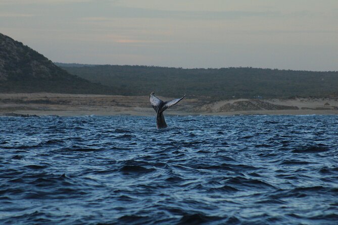Whale Watching Warranty in San José del Cabo Snacks and drinks - Value for your morning in Cabo