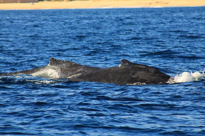 Whale Watching Warranty in San José del Cabo Snacks and drinks - Starting at La Playa in the morning