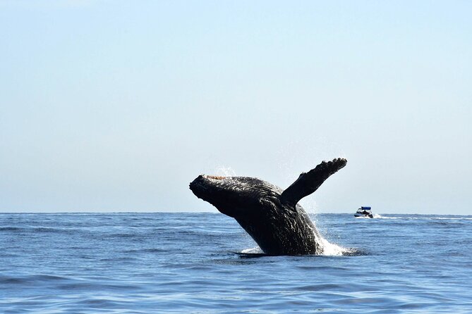 ZODIAC Whale Watch Tour | Cabo San Lucas | Biologist | FREE Pics - Why the Zodiac boat changes the experience