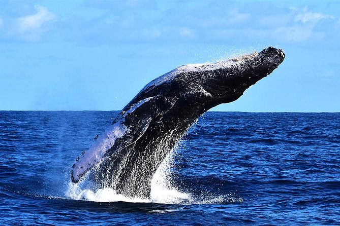 ZODIAC Whale Watch Tour | Cabo San Lucas | Biologist | FREE Pics - Dolphins, turtles, rays, and other marine life